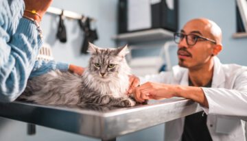 Cat, pet owner, and vet at domestic animals clinic